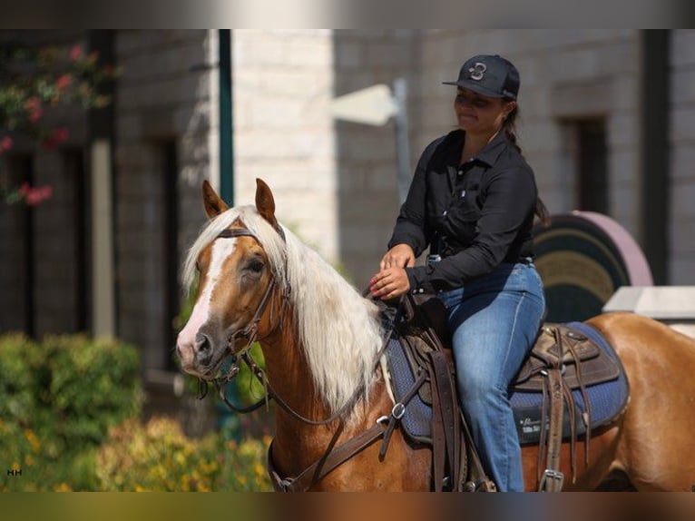 American Quarter Horse Mare 3 years 14,1 hh Palomino in Granbury TX