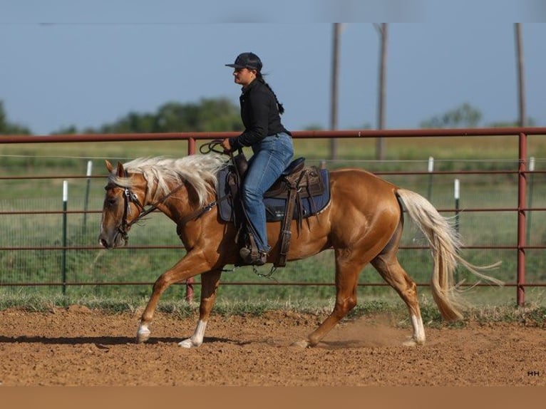 American Quarter Horse Mare 3 years 14,1 hh Palomino in Granbury TX