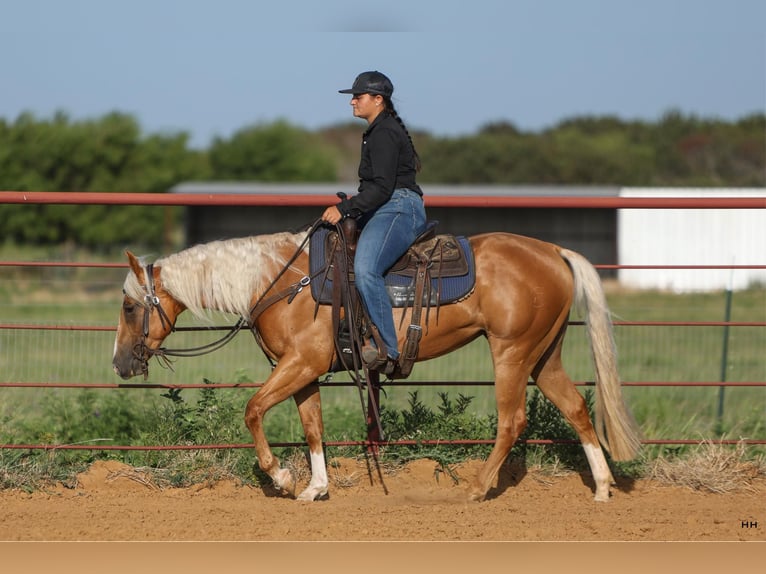 American Quarter Horse Mare 3 years 14,1 hh Palomino in Granbury TX