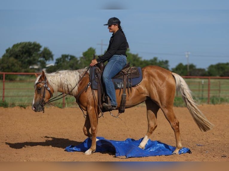 American Quarter Horse Mare 3 years 14,1 hh Palomino in Granbury TX