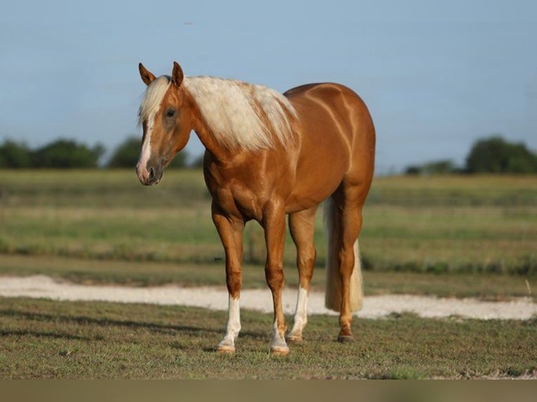 American Quarter Horse Mare 3 years 14,1 hh Palomino in Granbury TX