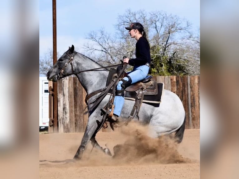 American Quarter Horse Mare 3 years 14,1 hh Roan-Blue in Weatherford