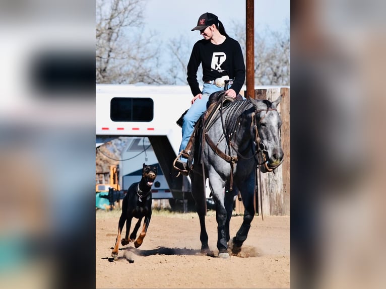 American Quarter Horse Mare 3 years 14,1 hh Roan-Blue in Weatherford