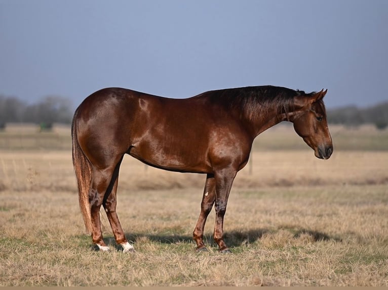 American Quarter Horse Mare 3 years 14.1 hh Sorrel in Waco