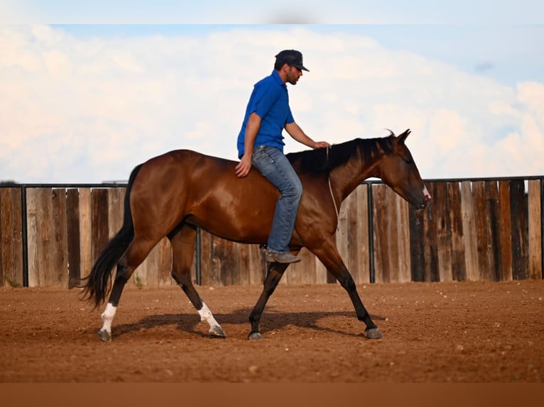 American Quarter Horse Mare 3 years 14,2 hh Bay in Waco, TX