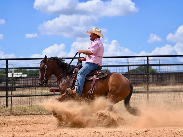 American Quarter Horse Mare 3 years 14,2 hh Bay in Waco, TX