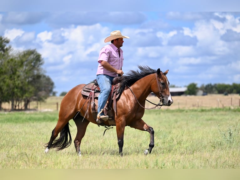 American Quarter Horse Mare 3 years 14,2 hh Bay in Waco, TX