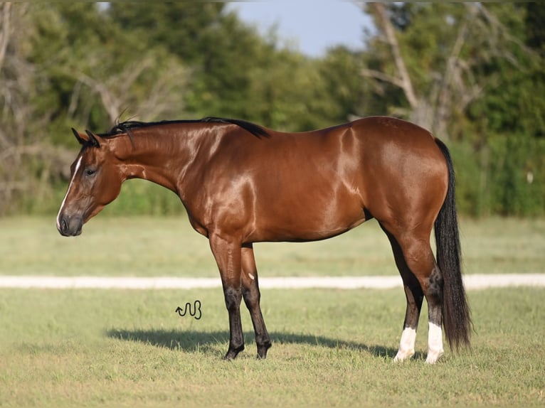 American Quarter Horse Mare 3 years 14,2 hh Bay in Waco, TX