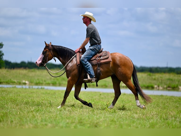 American Quarter Horse Mare 3 years 14,2 hh Bay in Waco, TX