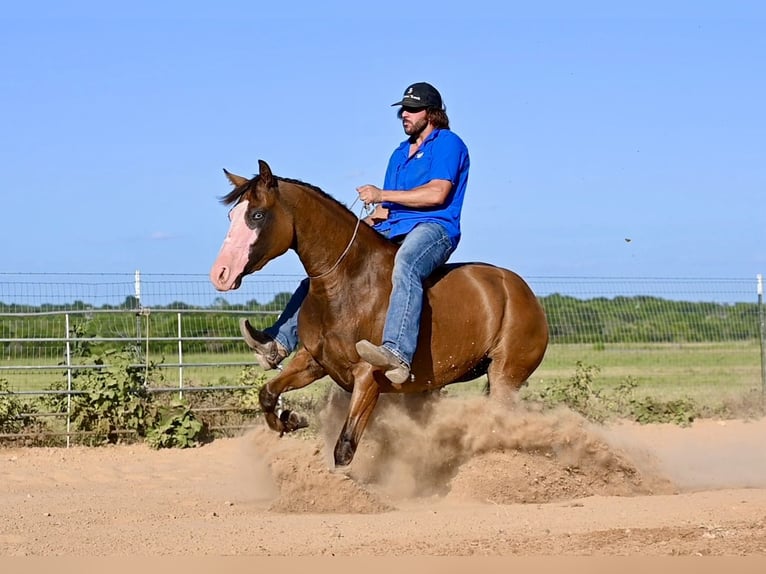 American Quarter Horse Mare 3 years 14,2 hh Bay in Waco, TX