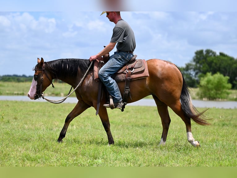 American Quarter Horse Mare 3 years 14,2 hh Bay in Waco, TX