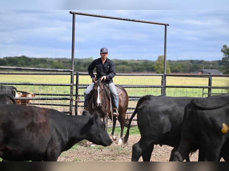 American Quarter Horse Mare 3 years 14,2 hh Brown in Waco, TX