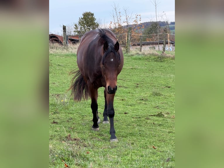 American Quarter Horse Mare 3 years 14.2 hh Brown in Lindlar