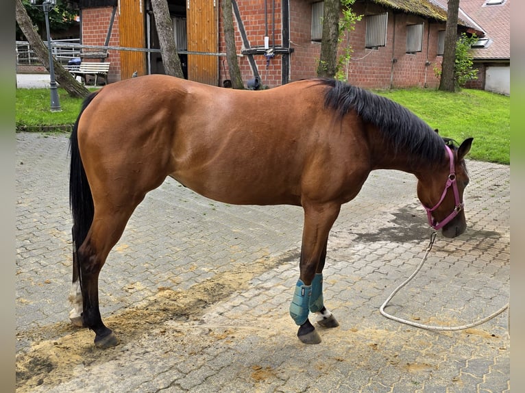 American Quarter Horse Mare 3 years 14.2 hh Brown in Dinslaken
