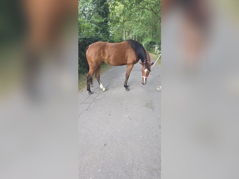 American Quarter Horse Mare 3 years 14.2 hh Brown in Dinslaken