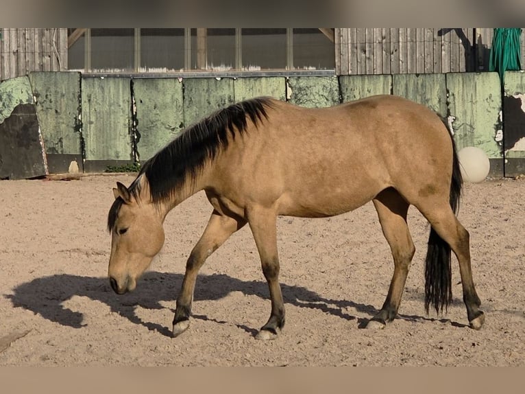 American Quarter Horse Mare 3 years 14.2 hh Buckskin in Langenbach