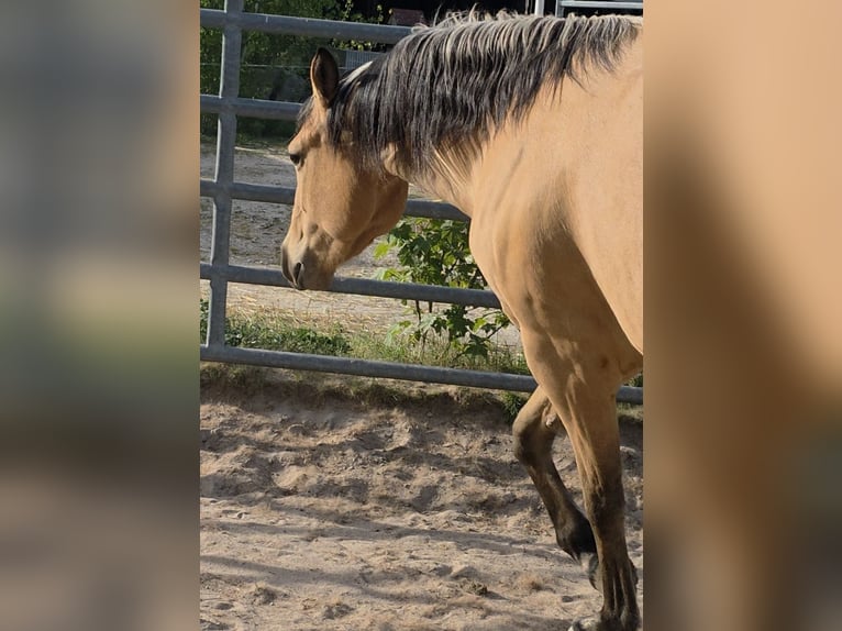 American Quarter Horse Mare 3 years 14.2 hh Buckskin in Langenbach