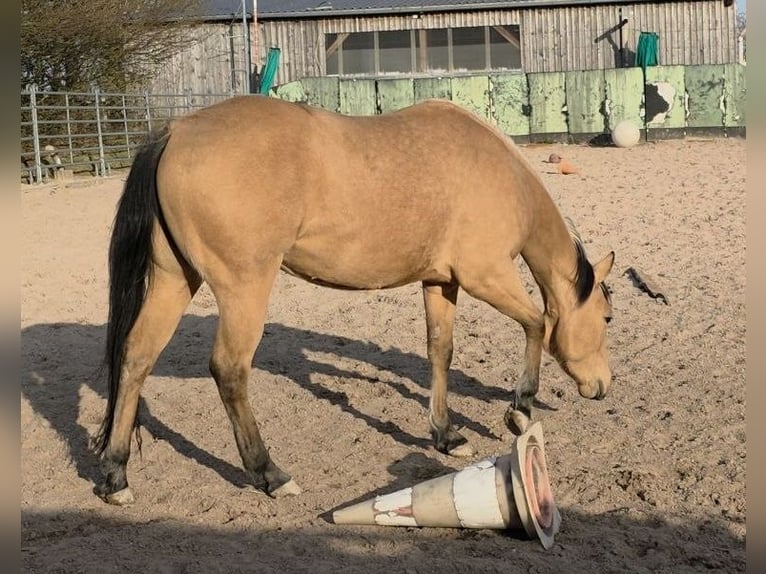 American Quarter Horse Mare 3 years 14.2 hh Buckskin in Langenbach