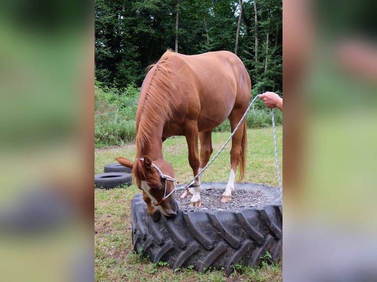 American Quarter Horse Mare 3 years 14.2 hh Chestnut-Red in Bad Kohlgrub