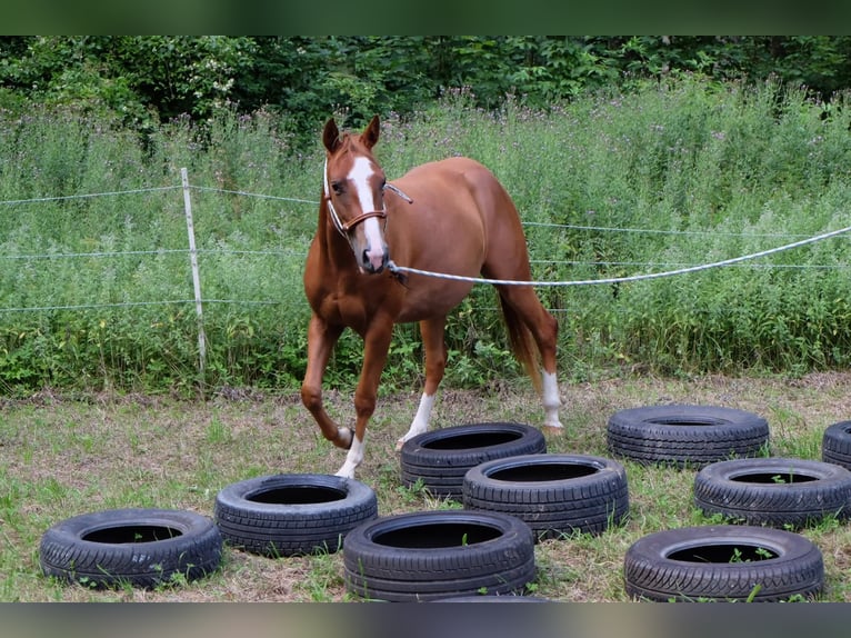American Quarter Horse Mare 3 years 14.2 hh Chestnut-Red in Bad Kohlgrub