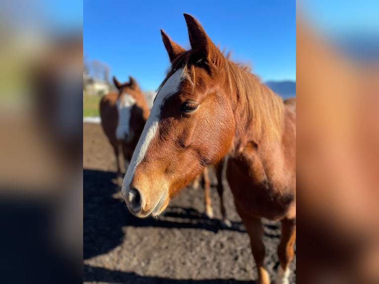 American Quarter Horse Mare 3 years 14.2 hh Chestnut-Red in Bad Kohlgrub