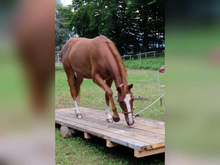 American Quarter Horse Mare 3 years 14.2 hh Chestnut-Red in Bad Kohlgrub