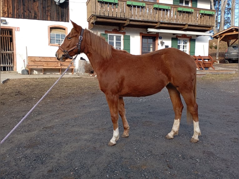 American Quarter Horse Mare 3 years 14.2 hh Chestnut-Red in Bad Kohlgrub
