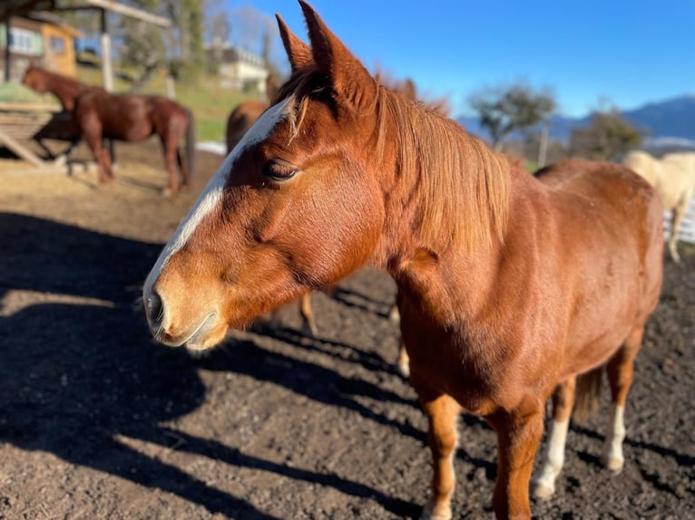 American Quarter Horse Mare 3 years 14.2 hh Chestnut-Red in Bad Kohlgrub