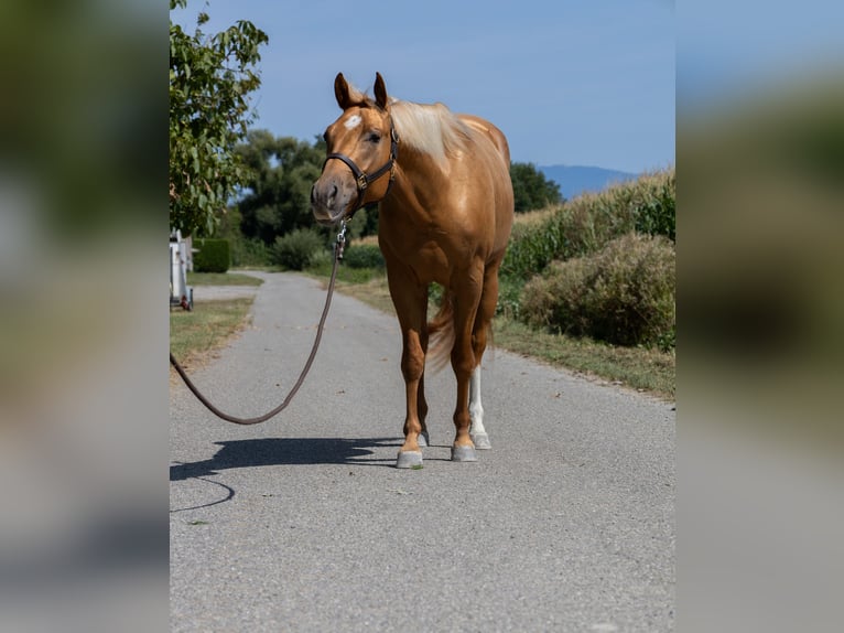 American Quarter Horse Mare 3 years 14,2 hh Chestnut-Red in Kappelen