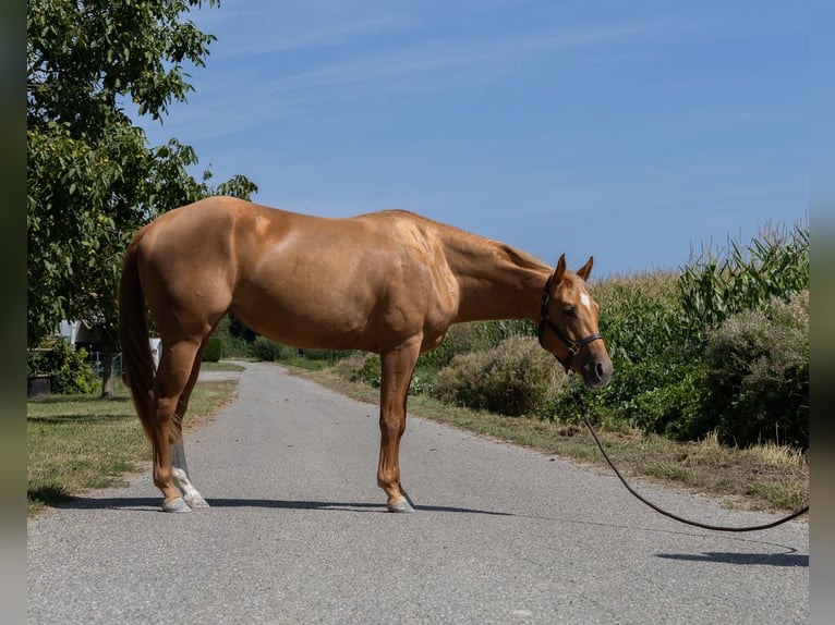 American Quarter Horse Mare 3 years 14,2 hh Chestnut-Red in Kappelen