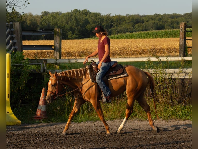 American Quarter Horse Mare 3 years 14,2 hh Chestnut-Red in Kappelen