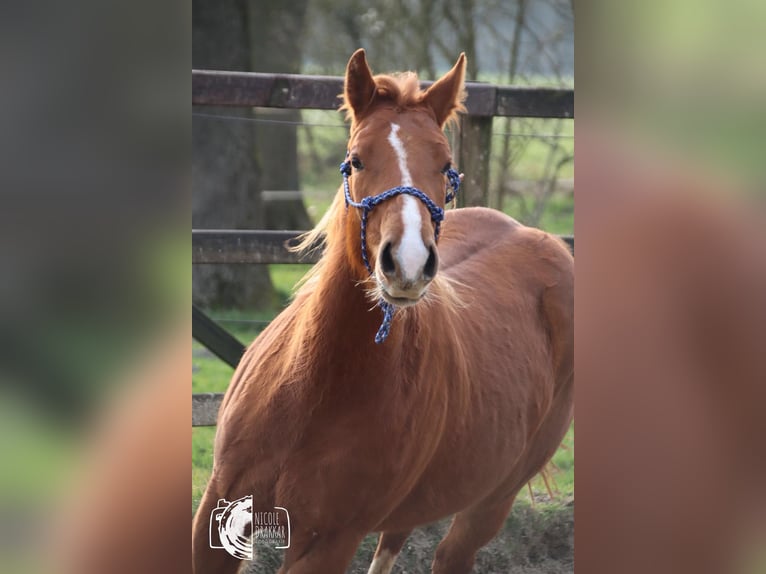 American Quarter Horse Mare 3 years 14.2 hh Chestnut-Red in Rosendahl