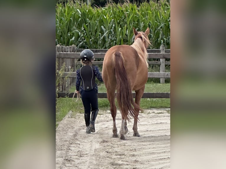 American Quarter Horse Mare 3 years 14.2 hh Chestnut-Red in Rosendahl