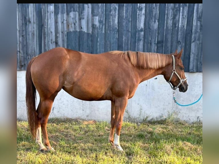 American Quarter Horse Mare 3 years 14,2 hh Chestnut-Red in Kirchendemenreuth