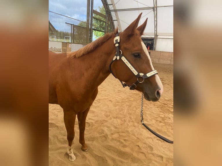 American Quarter Horse Mare 3 years 14,2 hh Chestnut-Red in Kirchendemenreuth