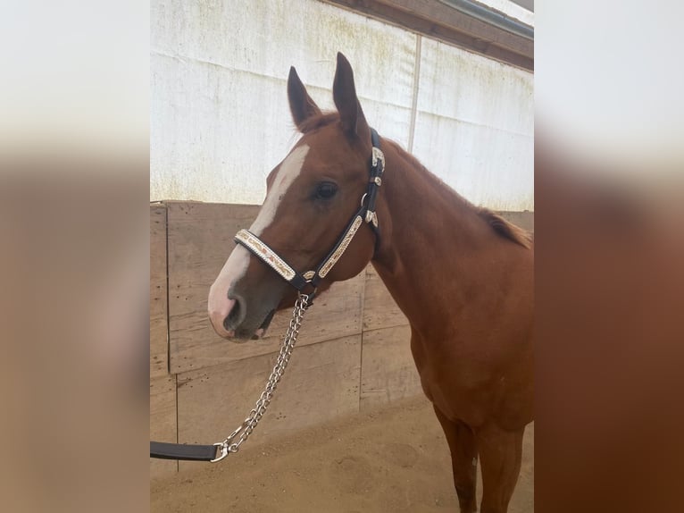 American Quarter Horse Mare 3 years 14,2 hh Chestnut-Red in Kirchendemenreuth