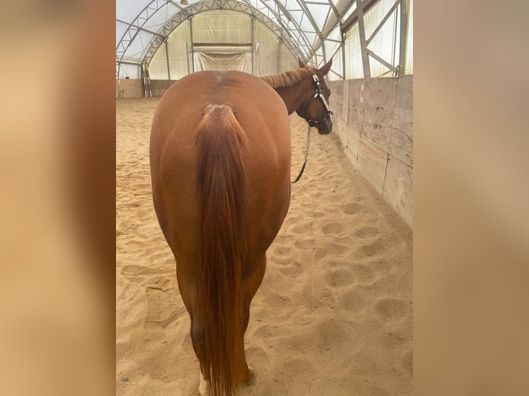 American Quarter Horse Mare 3 years 14,2 hh Chestnut-Red in Kirchendemenreuth