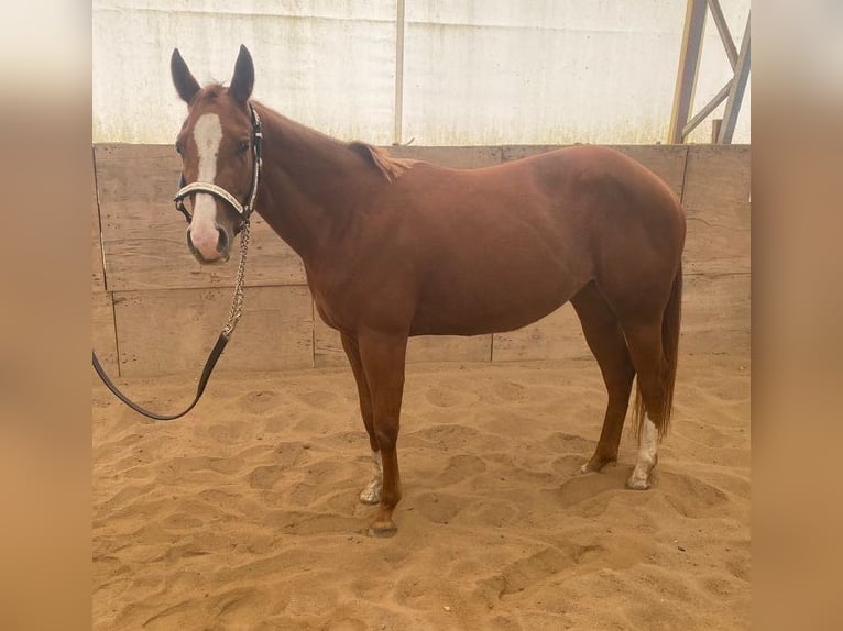 American Quarter Horse Mare 3 years 14,2 hh Chestnut-Red in Kirchendemenreuth