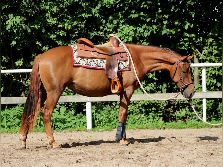 American Quarter Horse Mare 3 years 14.2 hh Chestnut in Stade