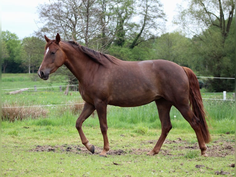 American Quarter Horse Mare 3 years 14.2 hh Chestnut in Stade