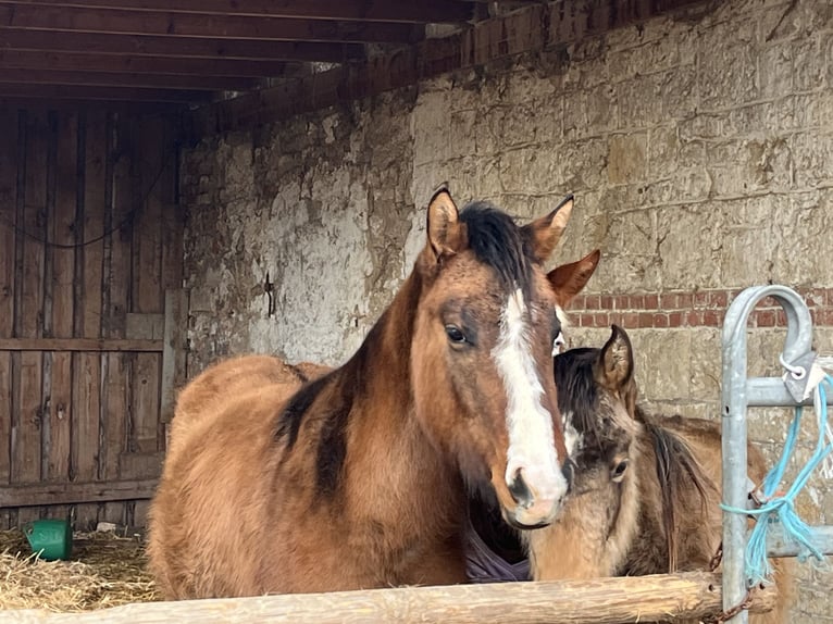 American Quarter Horse Mare 3 years 14,2 hh Dun in Kleinschwabhausen