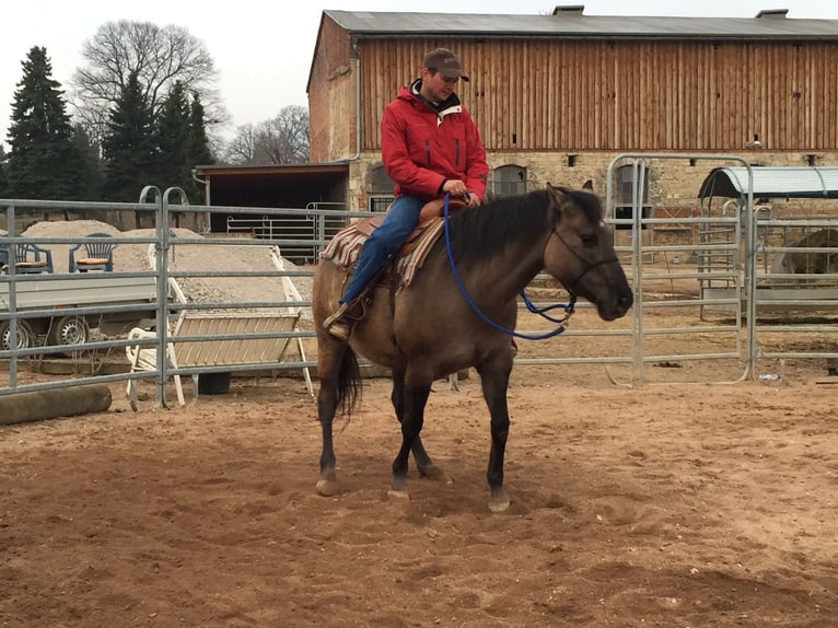 American Quarter Horse Mare 3 years 14,2 hh Dun in Kleinschwabhausen