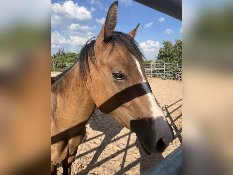 American Quarter Horse Mare 3 years 14,2 hh Dun in Kleinschwabhausen