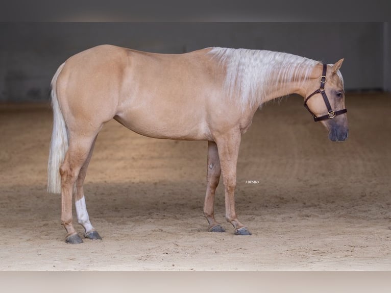 American Quarter Horse Mare 3 years 14.2 hh Palomino in Eschenau
