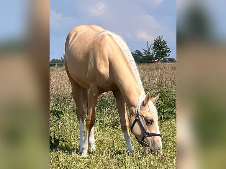 American Quarter Horse Mare 3 years 14.2 hh Palomino in Sehlen