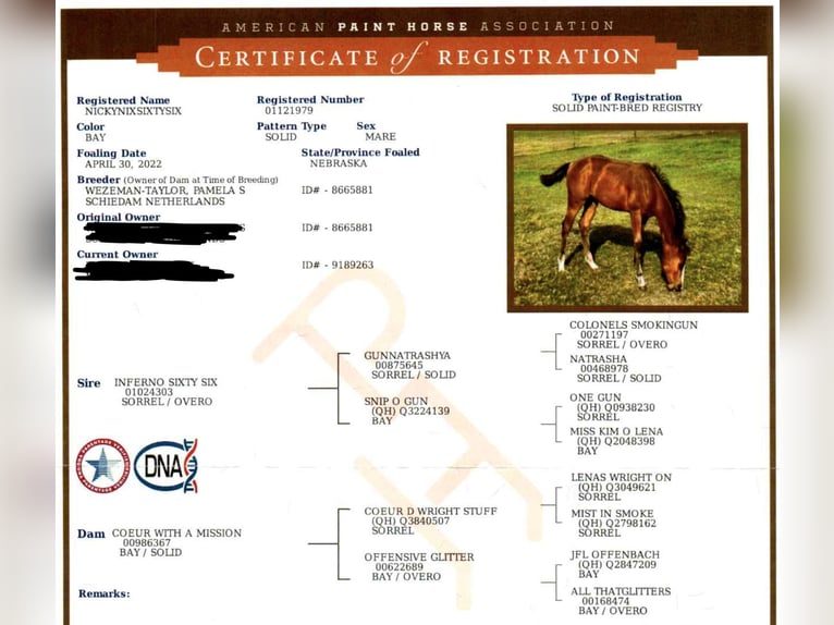 American Quarter Horse Mare 3 years 14,2 hh in Hürtgenwald