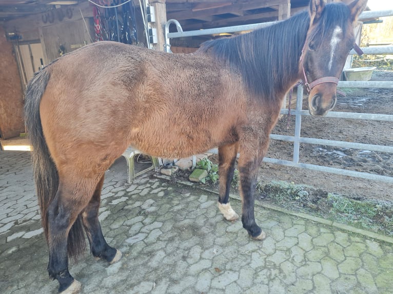 American Quarter Horse Mare 3 years 14,2 hh in Kehl