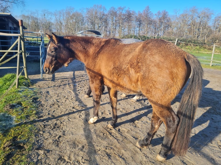 American Quarter Horse Mare 3 years 14,2 hh in Kehl