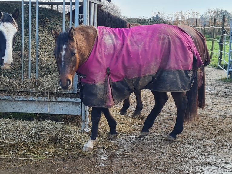 American Quarter Horse Mare 3 years 14,2 hh in Kehl