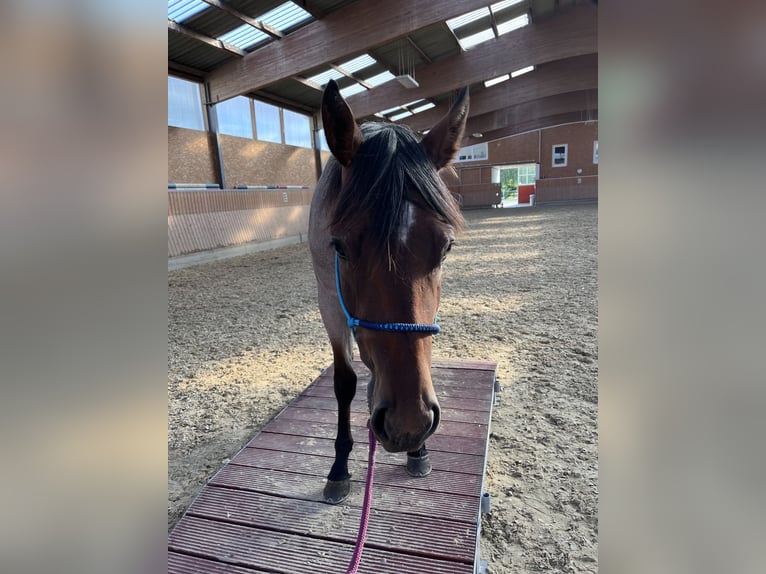 American Quarter Horse Mare 3 years 14,2 hh Roan-Bay in Burscheid